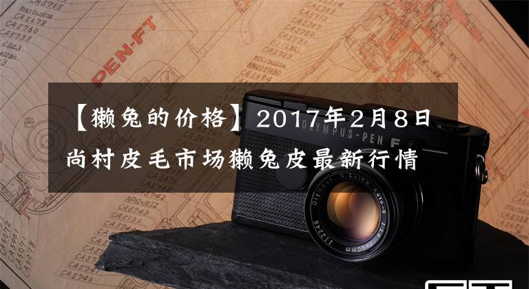 【獭兔的价格】2017年2月8日尚村皮毛市场獭兔皮最新行情