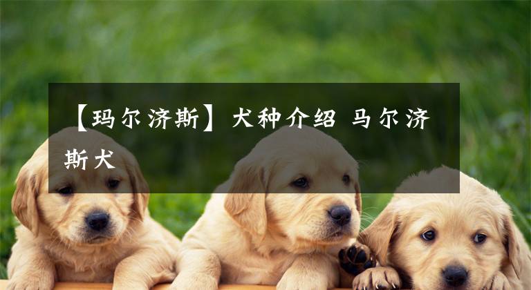 【玛尔济斯】犬种介绍 马尔济斯犬