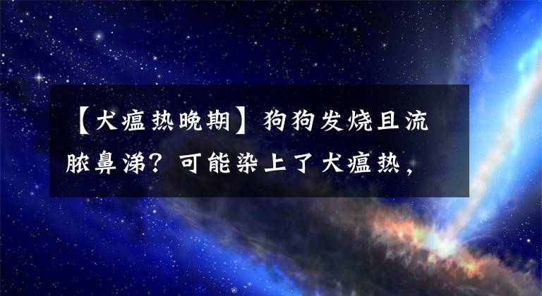 【犬瘟热晚期】狗狗发烧且流脓鼻涕？可能染上了犬瘟热，及时治疗才能挽救生命