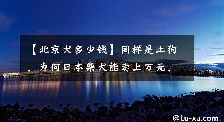 【北京犬多少钱】同样是土狗，为何日本柴犬能卖上万元，而中华田园犬却无人问津？