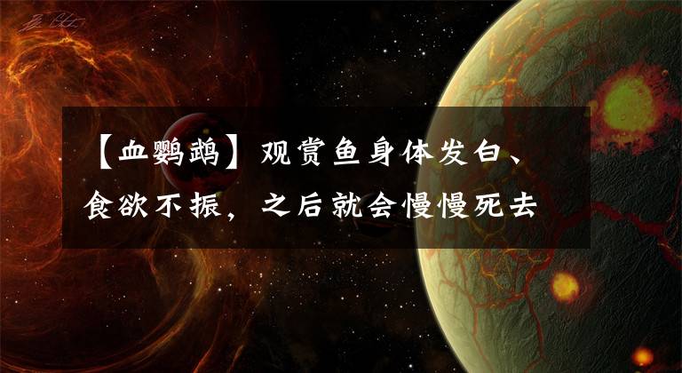 【血鹦鹉】观赏鱼身体发白、食欲不振，之后就会慢慢死去，可以治疗吗？