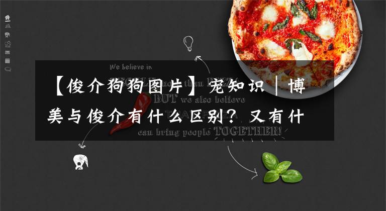 【俊介狗狗图片】宠知识｜博美与俊介有什么区别？又有什么关系呢？