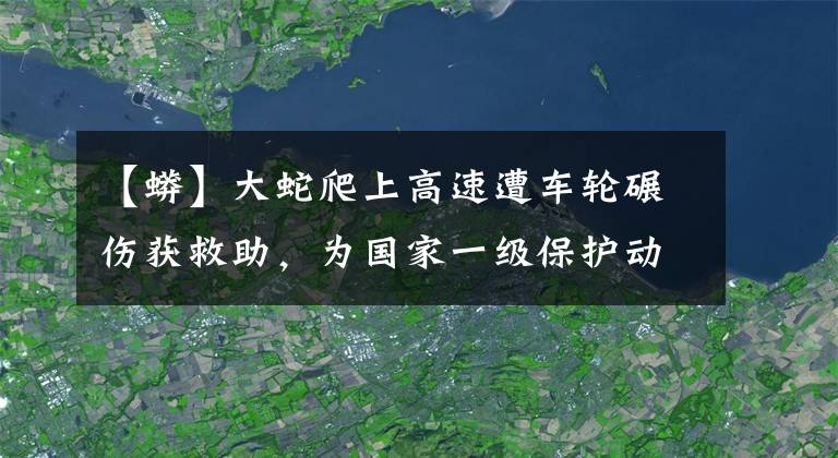 【蟒】大蛇爬上高速遭车轮碾伤获救助，为国家一级保护动物缅甸蟒