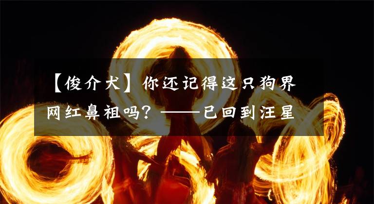 【俊介犬】你还记得这只狗界网红鼻祖吗？——已回到汪星球的汪星人俊介