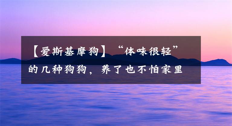 【爱斯基摩狗】“体味很轻”的几种狗狗，养了也不怕家里有狗臭