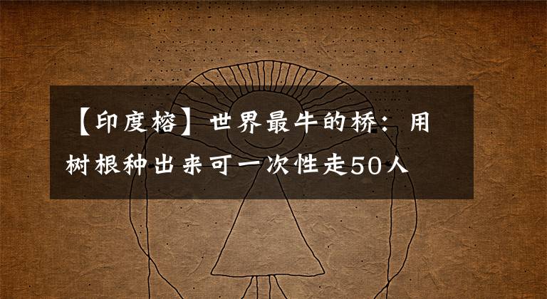 【印度榕】世界最牛的桥：用树根种出来可一次性走50人