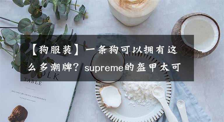 【狗服装】一条狗可以拥有这么多潮牌？supreme的盔甲太可爱了，求定制电话