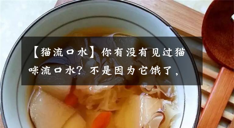 【猫流口水】你有没有见过猫咪流口水？不是因为它饿了，而是病了