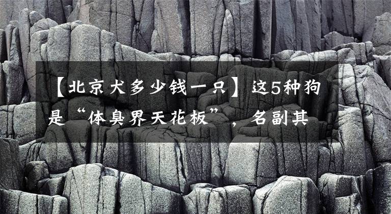 【北京犬多少钱一只】这5种狗是“体臭界天花板”，名副其实的“臭狗”