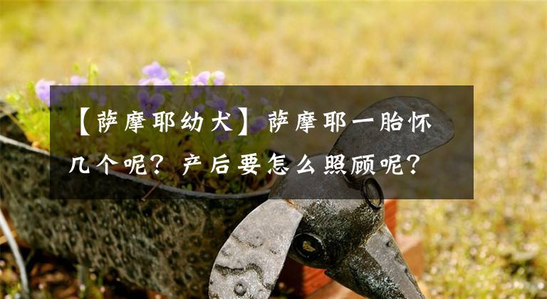 【萨摩耶幼犬】萨摩耶一胎怀几个呢？产后要怎么照顾呢？你懂吗？