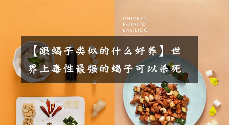 【跟蝎子类似的什么好养】世界上毒性最强的蝎子可以杀死微不足道但看不见的人文章配图