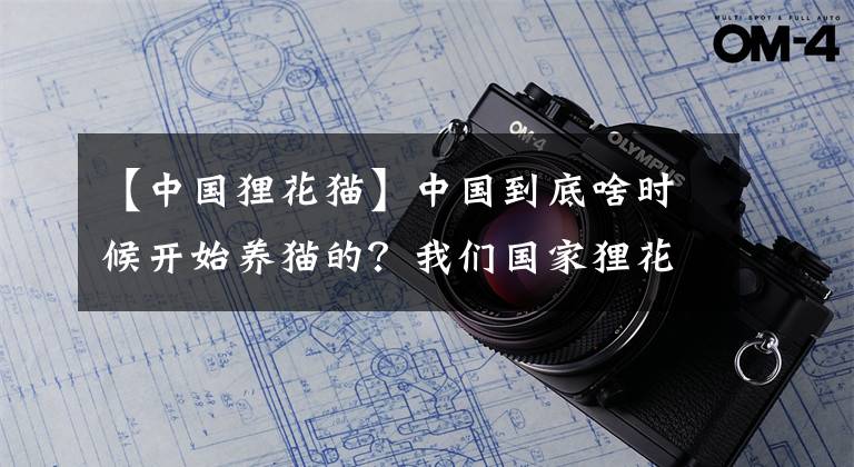 【中国狸花猫】中国到底啥时候开始养猫的？我们国家狸花猫的起源在哪里？