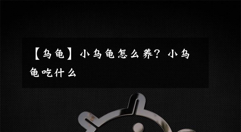 【乌龟】小乌龟怎么养？小乌龟吃什么