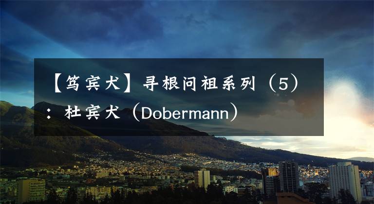 【笃宾犬】寻根问祖系列（5）：杜宾犬（Dobermann）