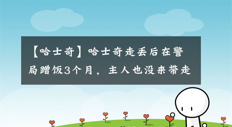 【哈士奇】哈士奇走丢后在警局蹭饭3个月，主人也没来带走：当警犬抵债吧