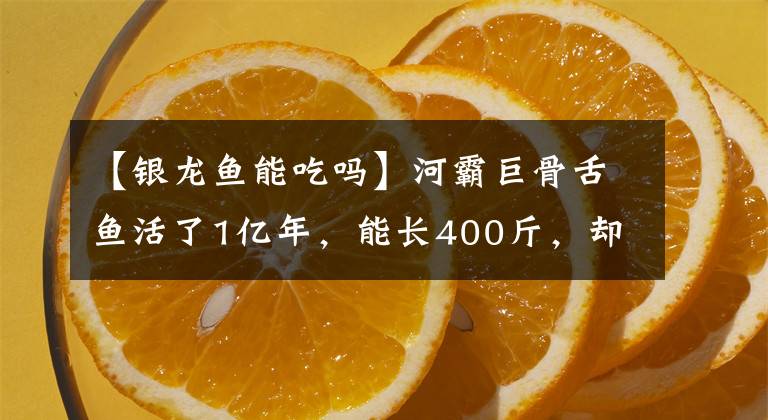 【银龙鱼能吃吗】河霸巨骨舌鱼活了1亿年，能长400斤，却没躲过人类的铁锅