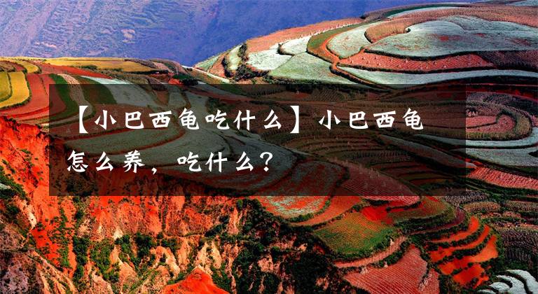 【小巴西龟吃什么】小巴西龟怎么养，吃什么？