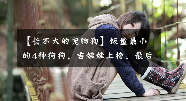 【长不大的宠物狗】饭量最小的4种狗狗，吉娃娃上榜，最后一名意想不到