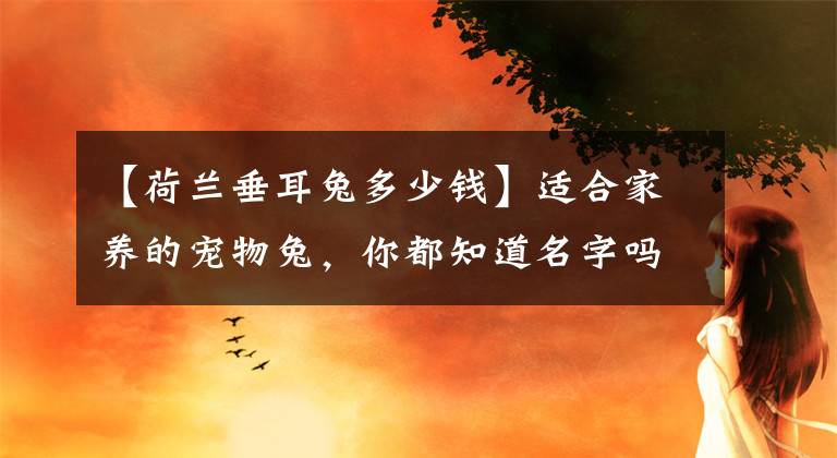 【荷兰垂耳兔多少钱】适合家养的宠物兔，你都知道名字吗，超软萌的垂耳兔你爱了吗