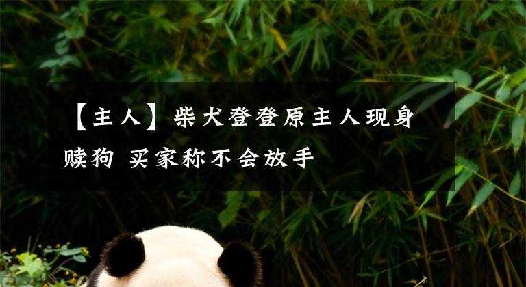 【主人】柴犬登登原主人现身赎狗 买家称不会放手文章配图