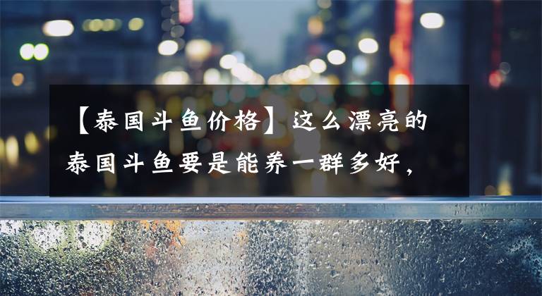 【泰国斗鱼价格】这么漂亮的泰国斗鱼要是能养一群多好，可惜只能养一条