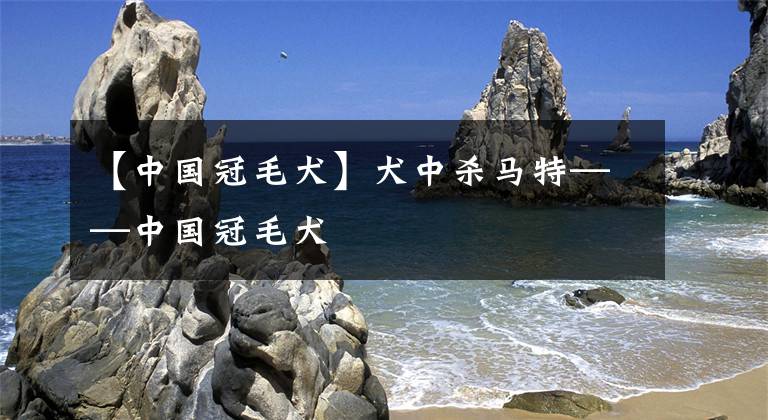 【中国冠毛犬】犬中杀马特——中国冠毛犬