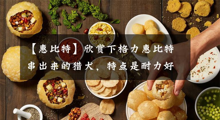 【惠比特】欣赏下格力惠比特串出来的猎犬，特点是耐力好灵活性高，爆发力强