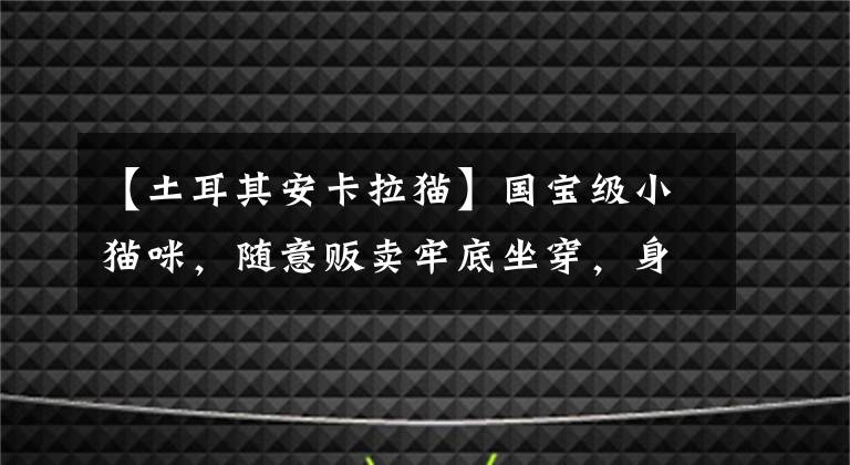 【土耳其安卡拉猫】国宝级小猫咪，随意贩卖牢底坐穿，身价超级高的土耳其梵猫