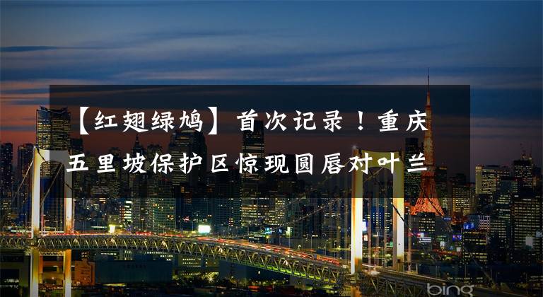 【红翅绿鸠】首次记录！重庆五里坡保护区惊现圆唇对叶兰 保护区暗藏多少秘密？