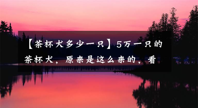 【茶杯犬多少一只】5万一只的茶杯犬，原来是这么来的，看完真想掐死狗贩子！