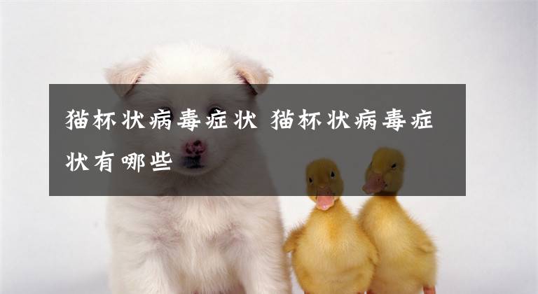 猫杯状病毒症状 猫杯状病毒症状有哪些文章配图