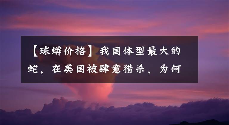 【球蟒价格】我国体型最大的蛇，在美国被肆意猎杀，为何我国却偏偏要保护？