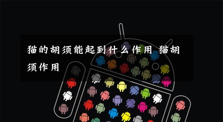 猫的胡须能起到什么作用 猫胡须作用文章配图
