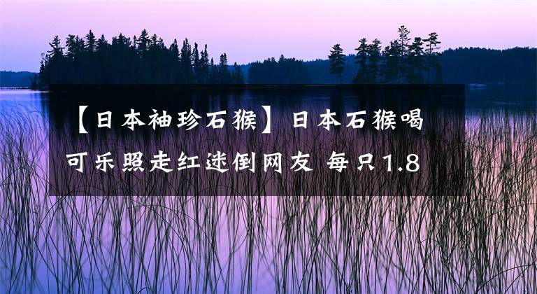 【日本袖珍石猴】日本石猴喝可乐照走红迷倒网友 每只1.8万元专家称可传播致命病毒