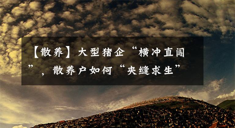 【散养】大型猪企“横冲直闯”，散养户如何“夹缝求生”？试试这3种方法