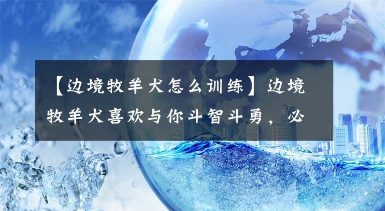 【边境牧羊犬怎么训练】边境牧羊犬喜欢与你斗智斗勇，必须让它知道，你是它的“领导”