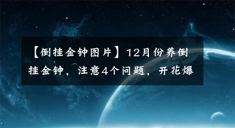 【倒挂金钟图片】12月份养倒挂金钟，注意4个问题，开花爆盆没问题