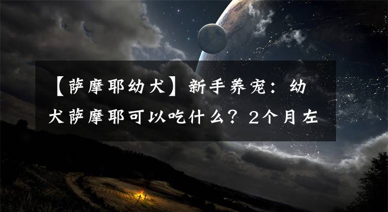 【萨摩耶幼犬】新手养宠：幼犬萨摩耶可以吃什么？2个月左右的幼犬饲养手册