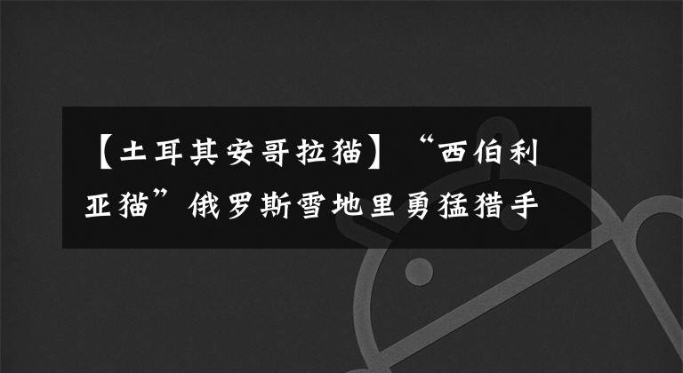 【土耳其安哥拉猫】“西伯利亚猫”俄罗斯雪地里勇猛猎手，却对“猫过敏者”十分友好