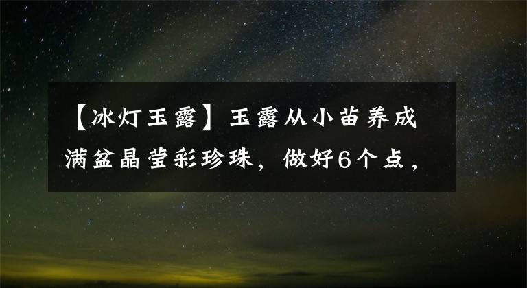 【冰灯玉露】玉露从小苗养成满盆晶莹彩珍珠，做好6个点，颗颗饱满晶莹剔透