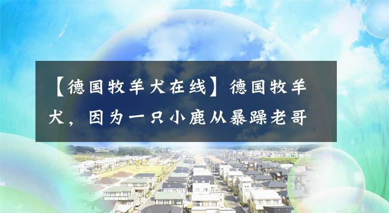 【德国牧羊犬在线】德国牧羊犬，因为一只小鹿从暴躁老哥变成暖男，网友：太有爱了