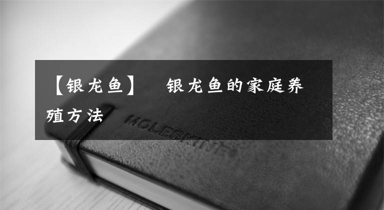 【银龙鱼】​银龙鱼的家庭养殖方法