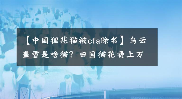 【中国狸花猫被cfa除名】乌云盖雪是啥猫？田园猫花费上万？收容所带你盘点中华田园猫种类