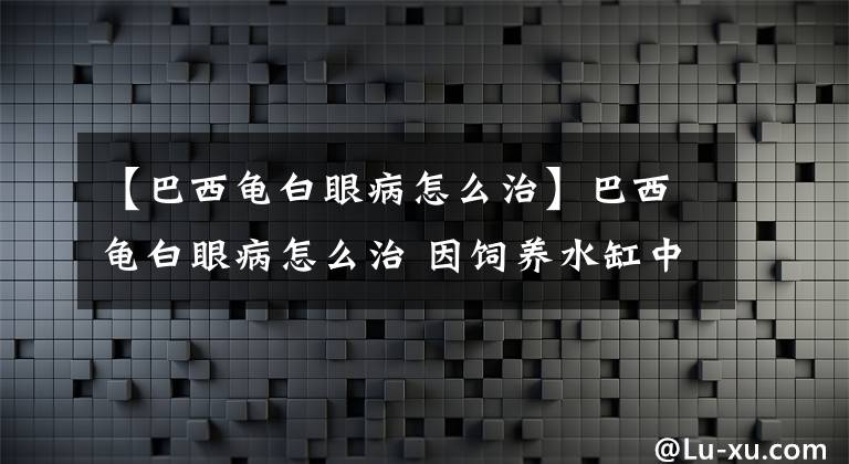 【巴西龟白眼病怎么治】巴西龟白眼病怎么治 因饲养水缸中水质不净