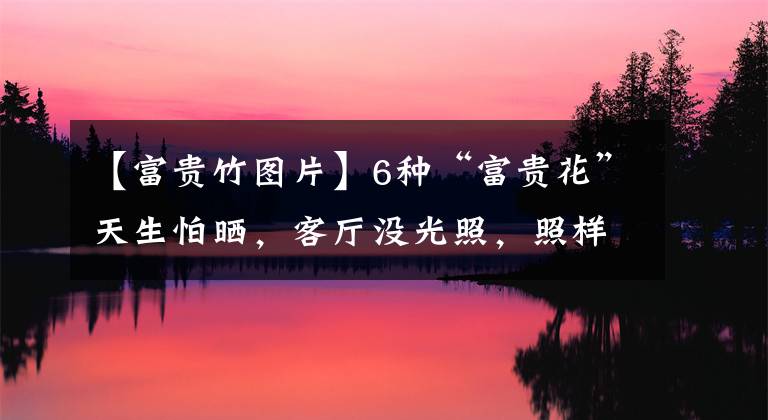 【富贵竹图片】6种“富贵花”天生怕晒，客厅没光照，照样开满花，吉利旺家