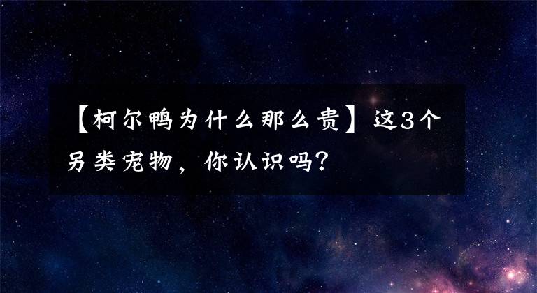 【柯尔鸭为什么那么贵】这3个另类宠物，你认识吗？