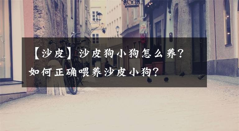 【沙皮】沙皮狗小狗怎么养？如何正确喂养沙皮小狗？