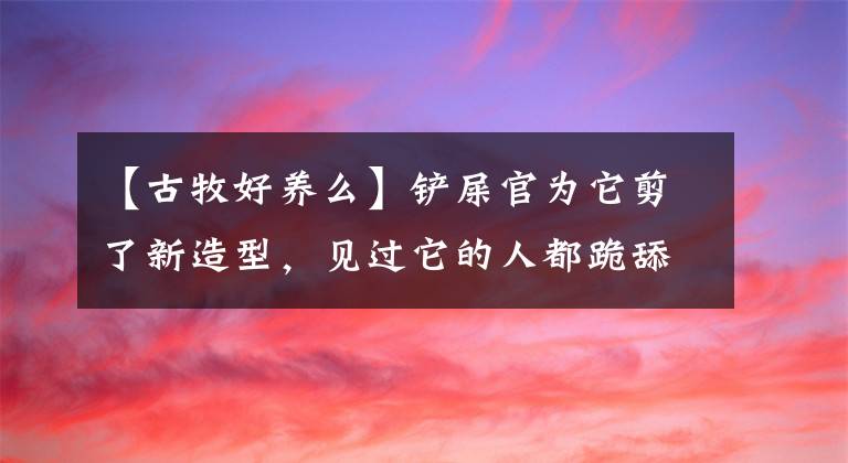 【古牧好养么】铲屎官为它剪了新造型，见过它的人都跪舔表示想要跟它交朋友！