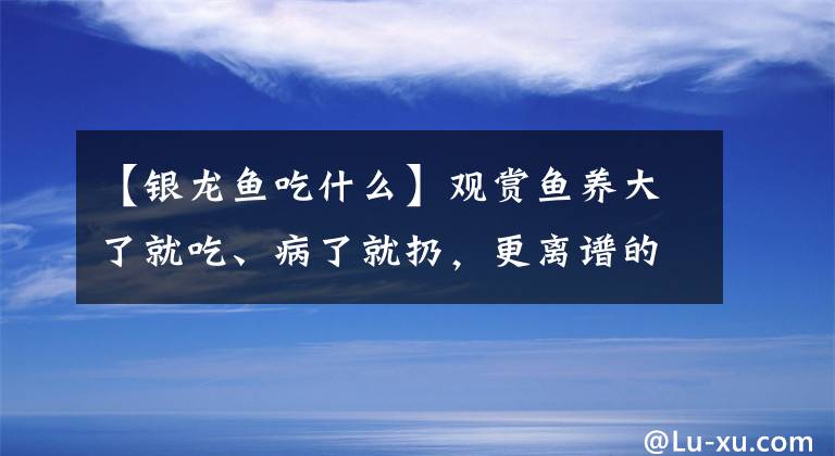 【银龙鱼吃什么】观赏鱼养大了就吃、病了就扔，更离谱的，还有杀鸡取卵的养鱼模式