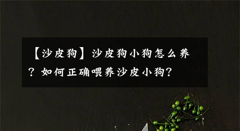 【沙皮狗】沙皮狗小狗怎么养？如何正确喂养沙皮小狗？